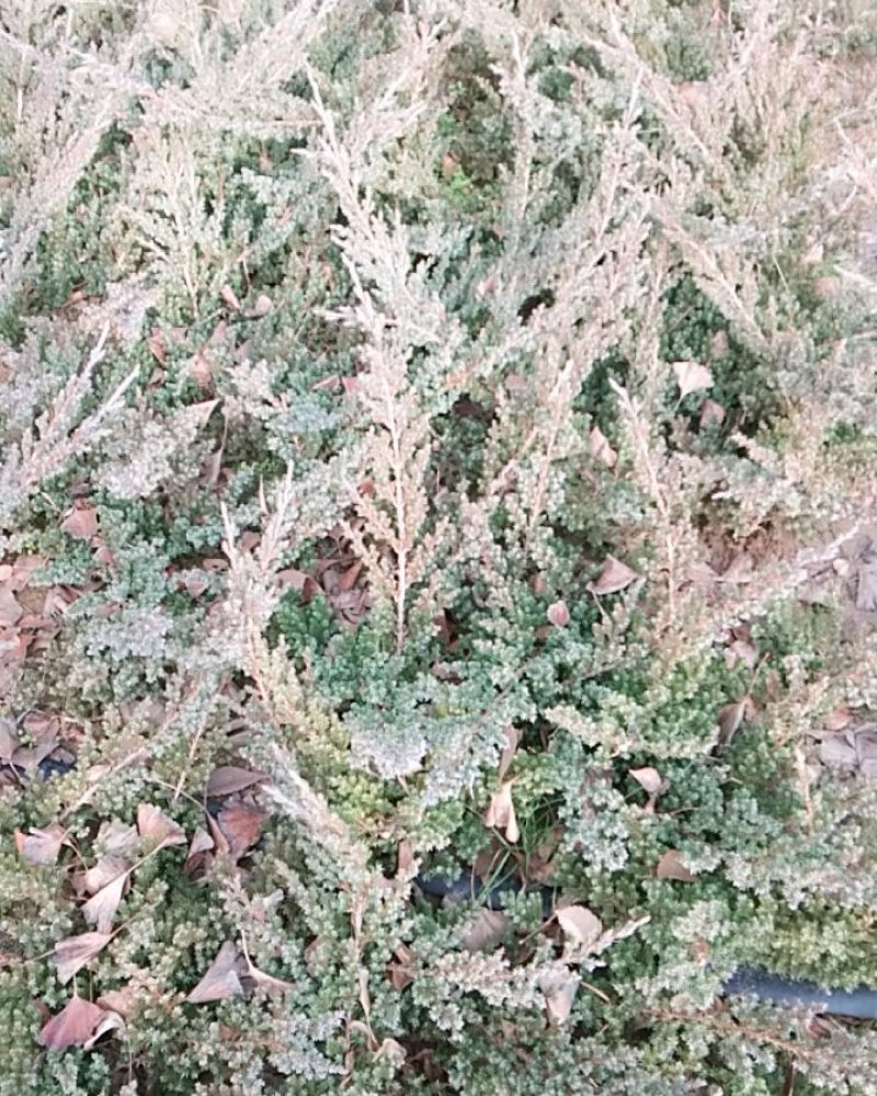地柏沙地柏四季常青苗木易栽活好管理规格齐全