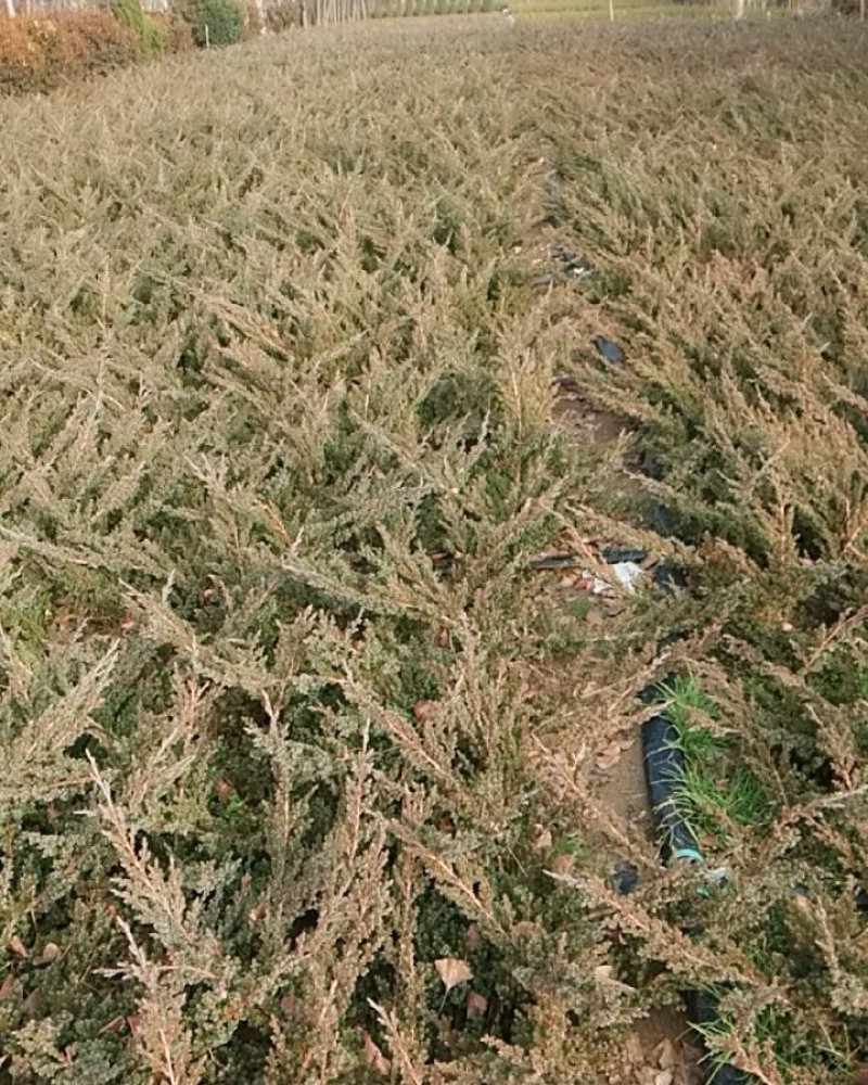 地柏沙地柏四季常青苗木易栽活好管理规格齐全