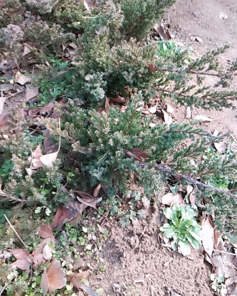 地柏沙地柏四季常青苗木易栽活好管理规格齐全