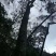 贵州纯野生桑树桑黄带金边