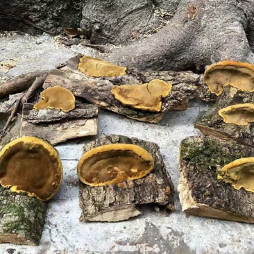 贵州纯野生桑树桑黄带金边