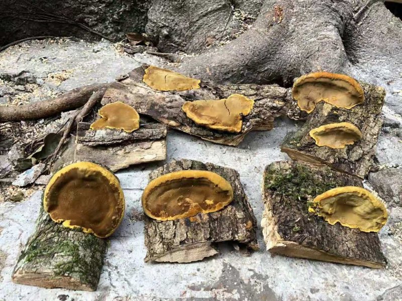贵州纯野生桑树桑黄带金边