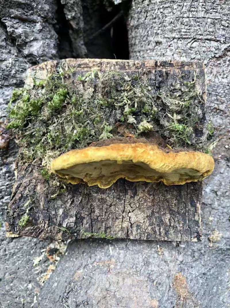 贵州纯野生桑树桑黄带金边