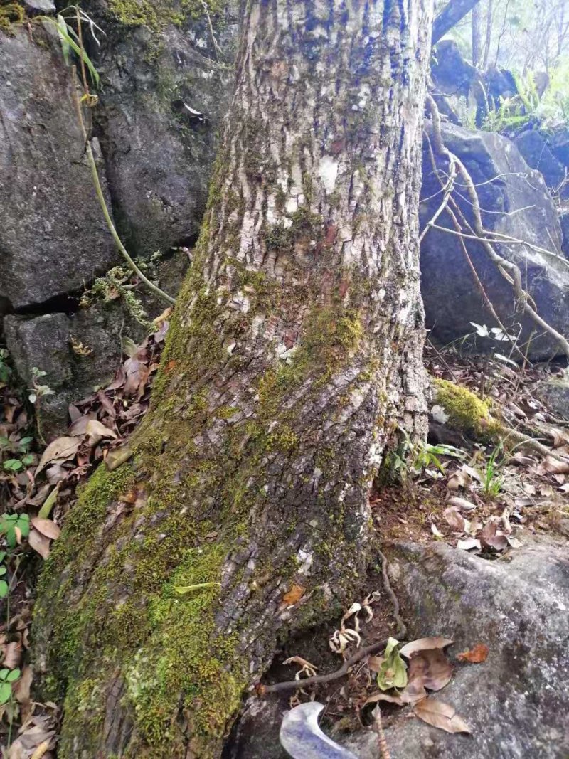 贵州纯野生桑树桑黄带金边