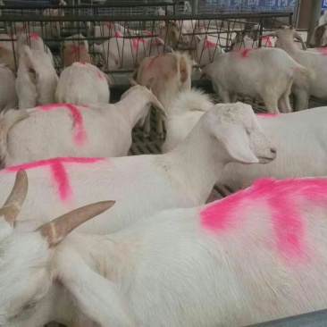 本场常年出售肉牛犊，改良肉牛犊，黄牛犊，西门塔尔牛犊，夏