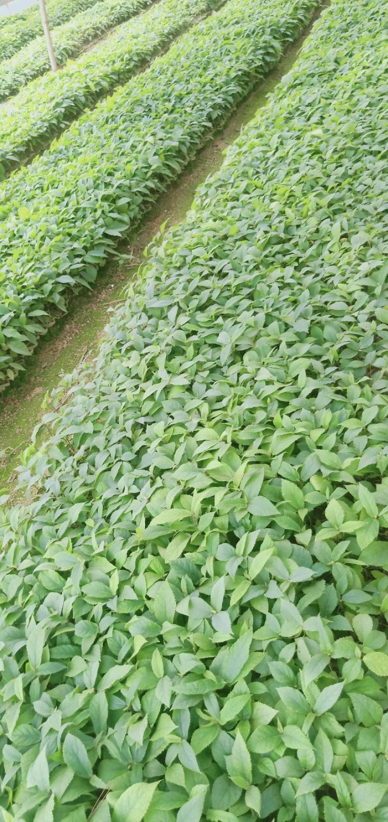 五指毛桃苗0.6元棵