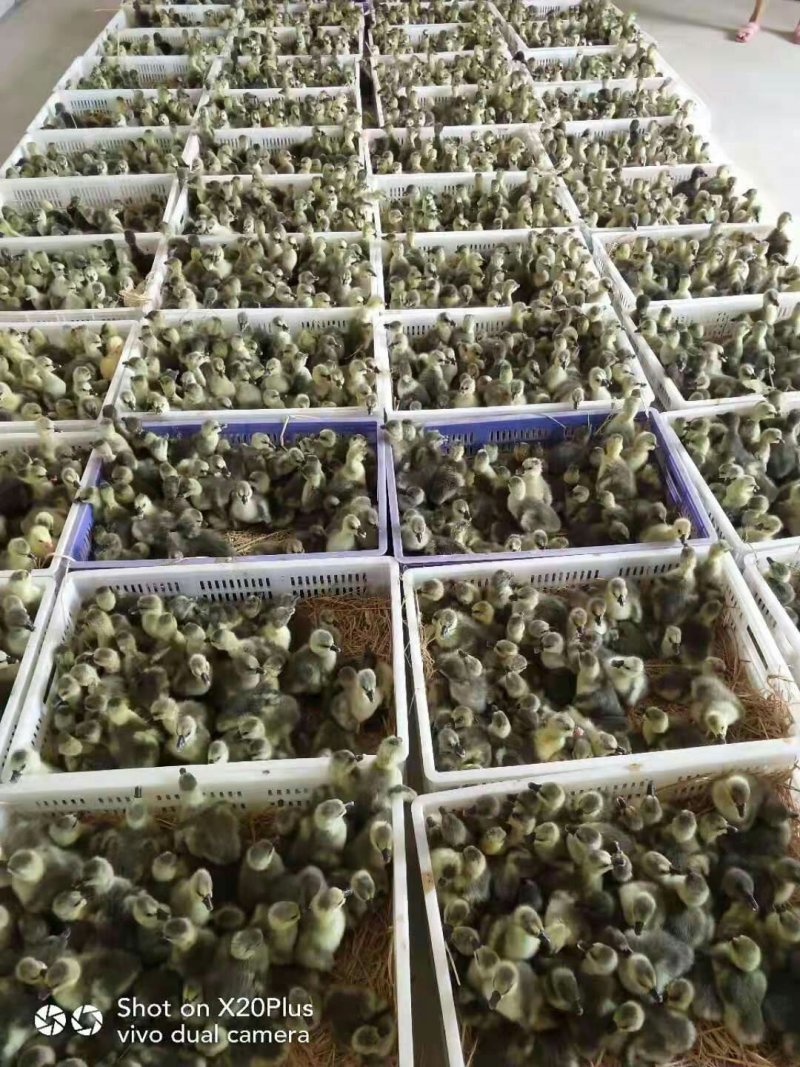 鹅苗提供技术指导包成活率，包回收