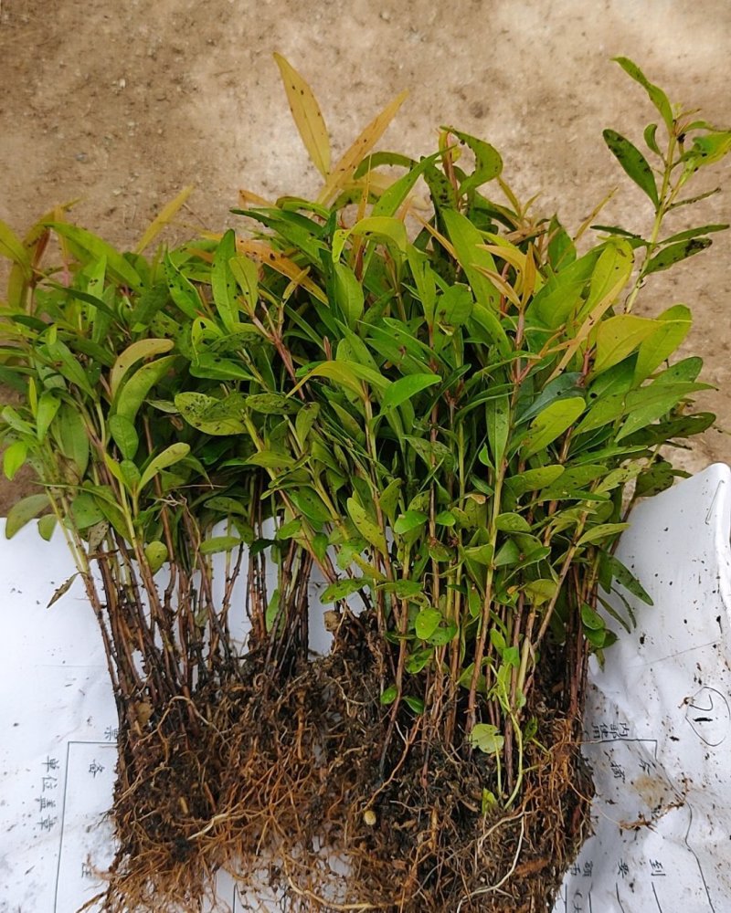 红车苗红车彩叶地被绿植园林绿化苗盆栽苗好养