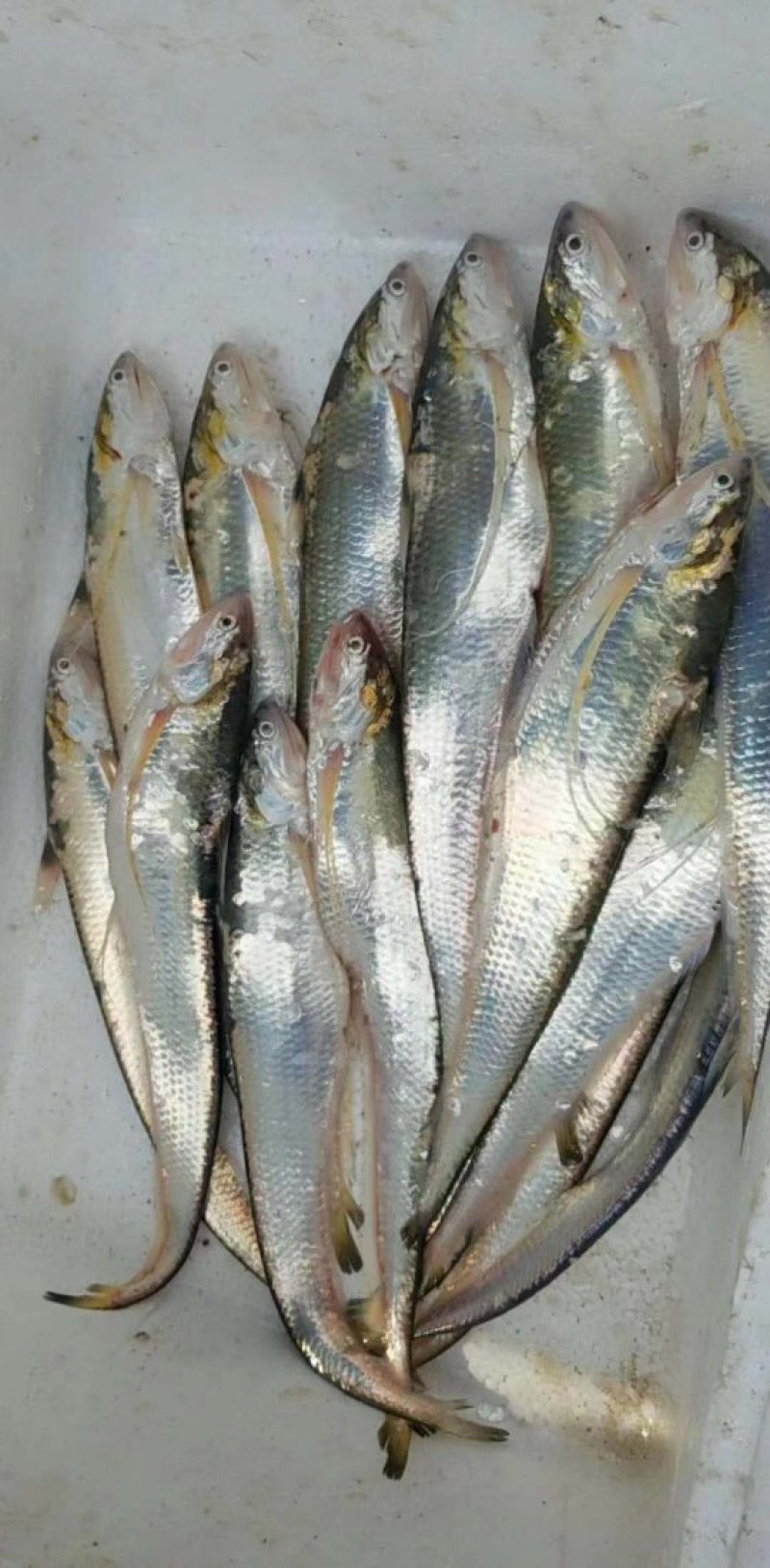 海刀鱼，毛刀长海刀鱼，海刀鱼海鲜特产，特别新鲜海刀鱼