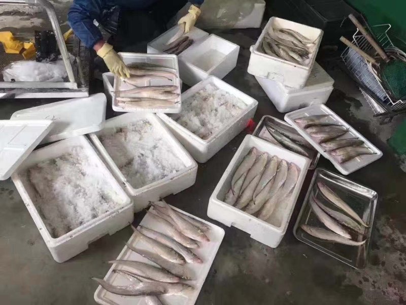 海刀鱼，毛刀长海刀鱼，海刀鱼海鲜特产，特别新鲜海刀鱼