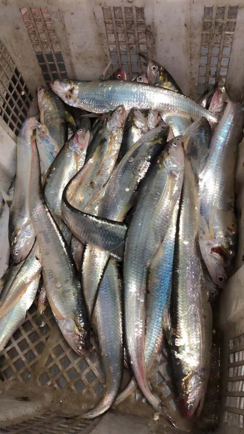 海刀鱼，毛刀长海刀鱼，海刀鱼海鲜特产，特别新鲜海刀鱼
