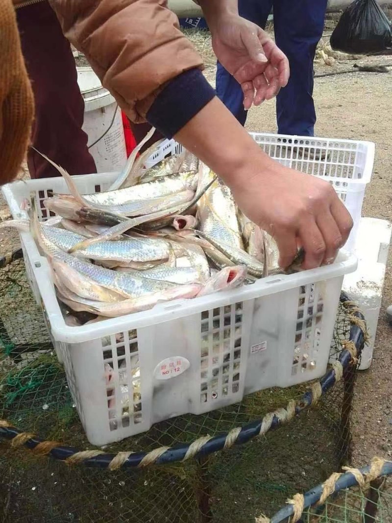 海刀鱼，毛刀长海刀鱼，海刀鱼海鲜特产，特别新鲜海刀鱼