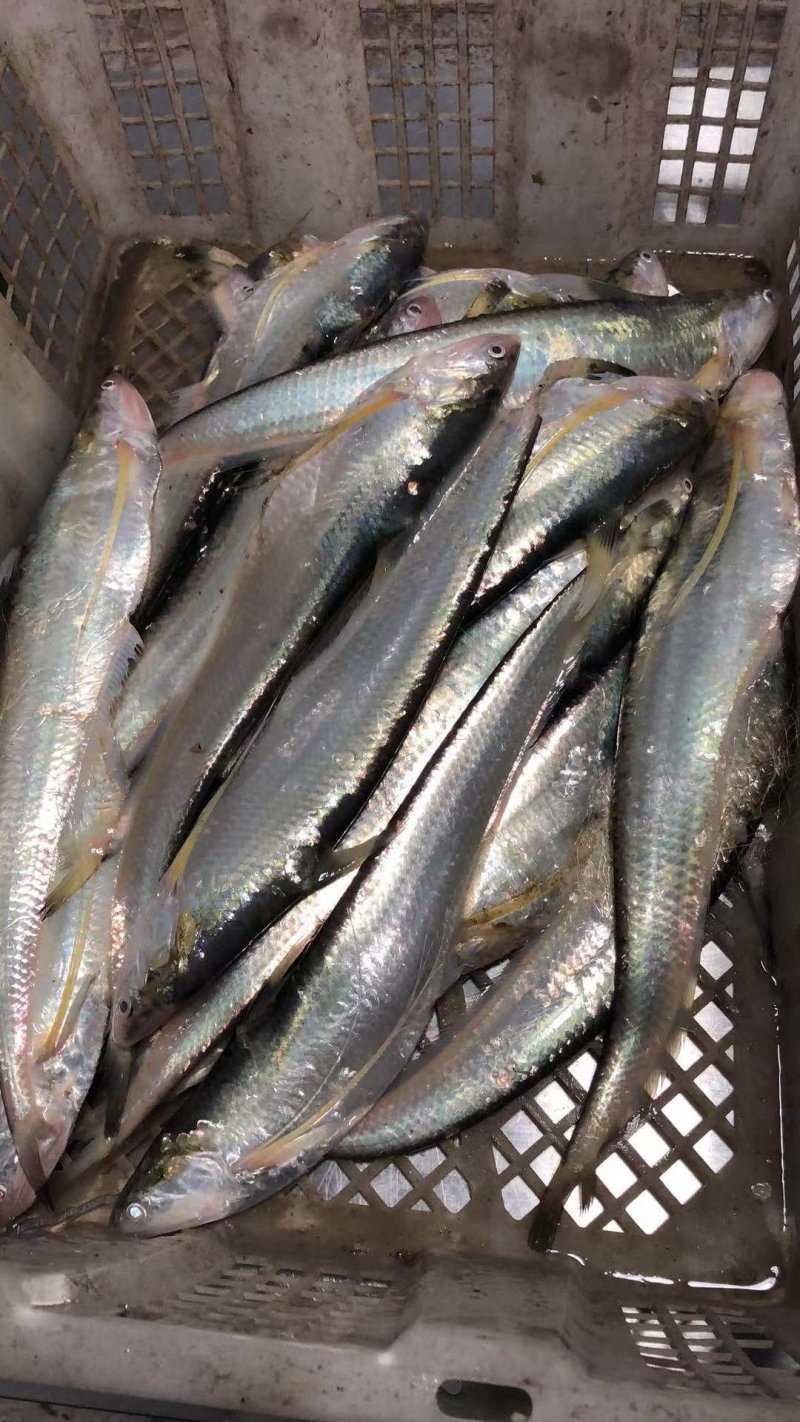海刀鱼，毛刀长海刀鱼，海刀鱼海鲜特产，特别新鲜海刀鱼