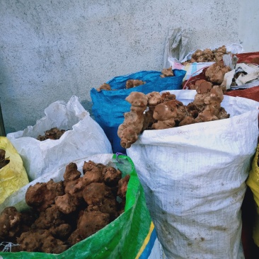 金刚刺，正品野生菝葜，产地直供