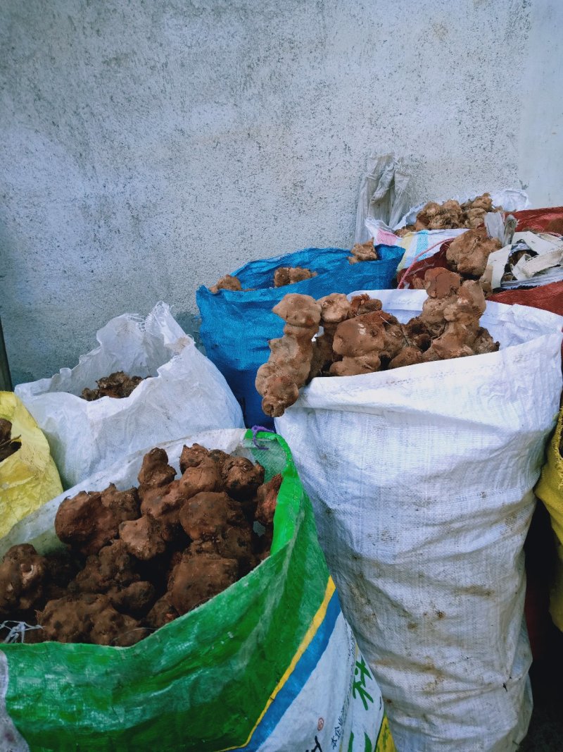金刚刺，正品野生菝葜，产地直供