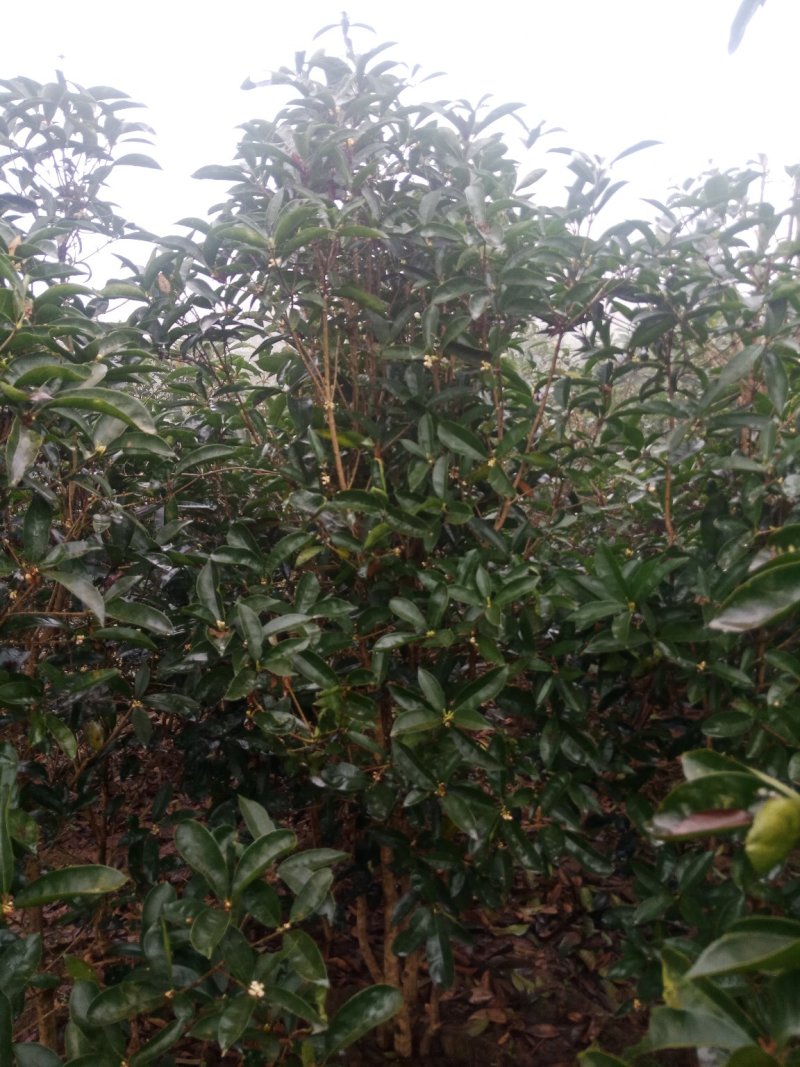 绿化工程苗，笼子桂花。佛顶桂
