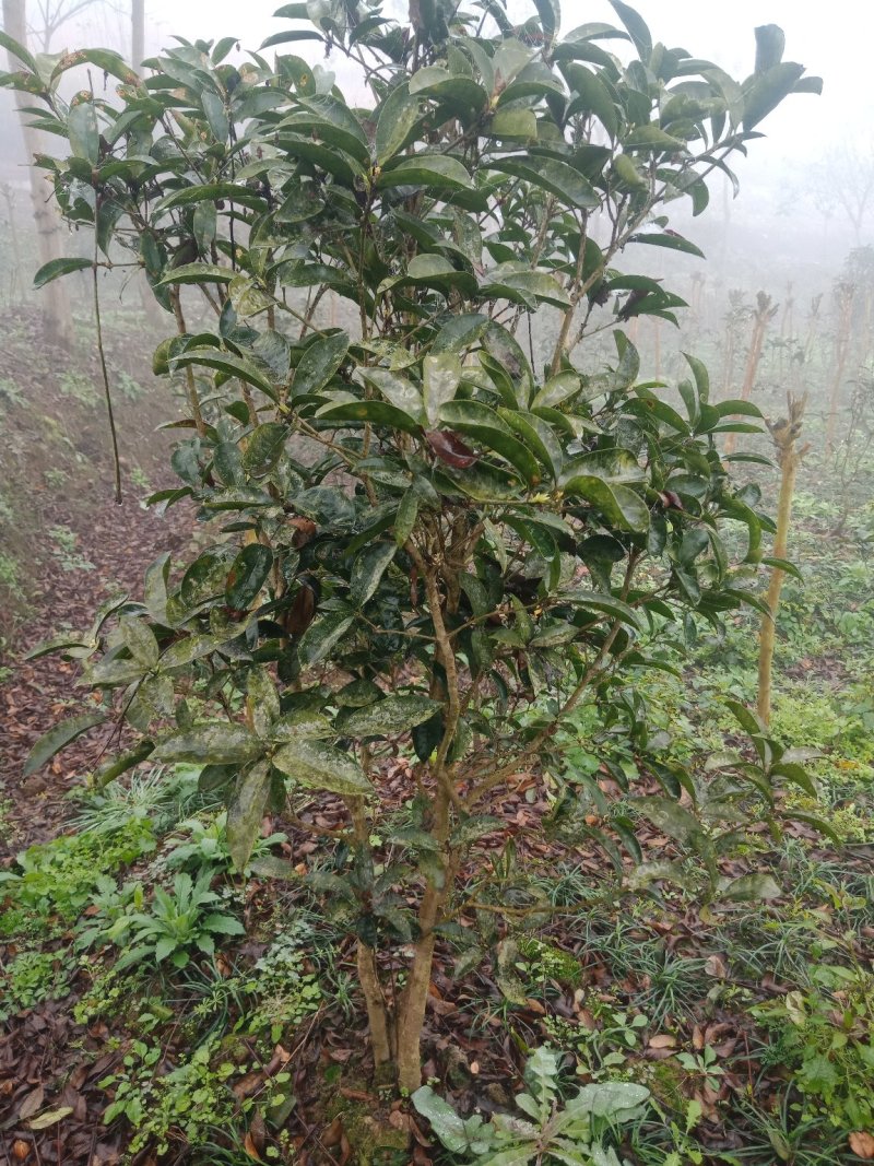 绿化工程苗，笼子桂花。佛顶桂