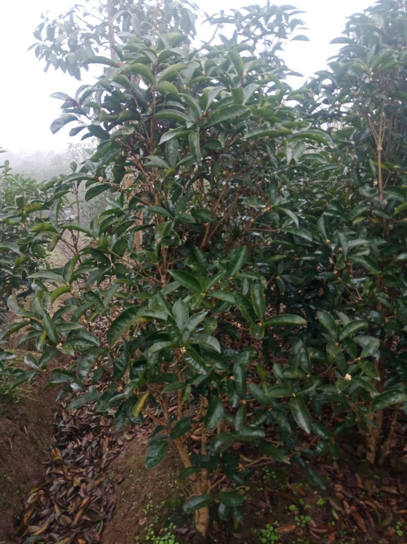 绿化工程苗，笼子桂花。佛顶桂