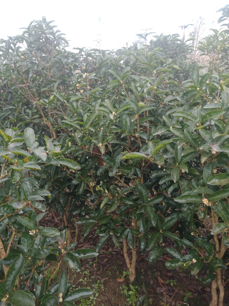 绿化工程苗，笼子桂花。佛顶桂