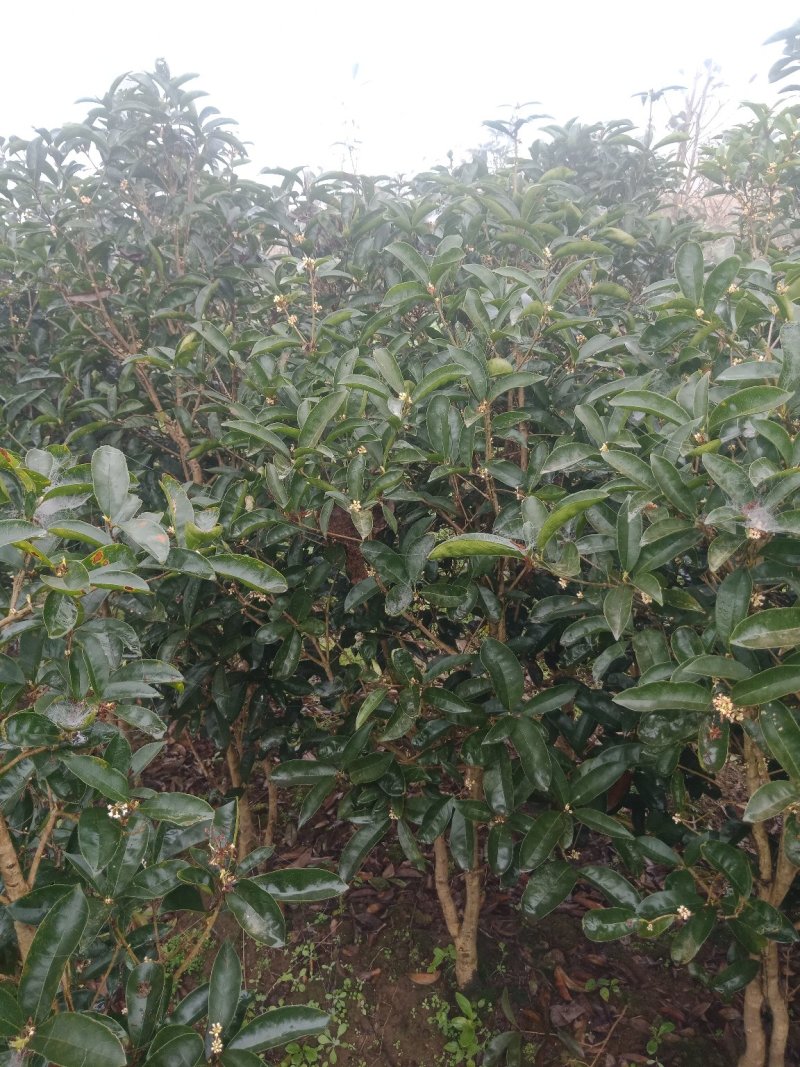 绿化工程苗，笼子桂花。佛顶桂