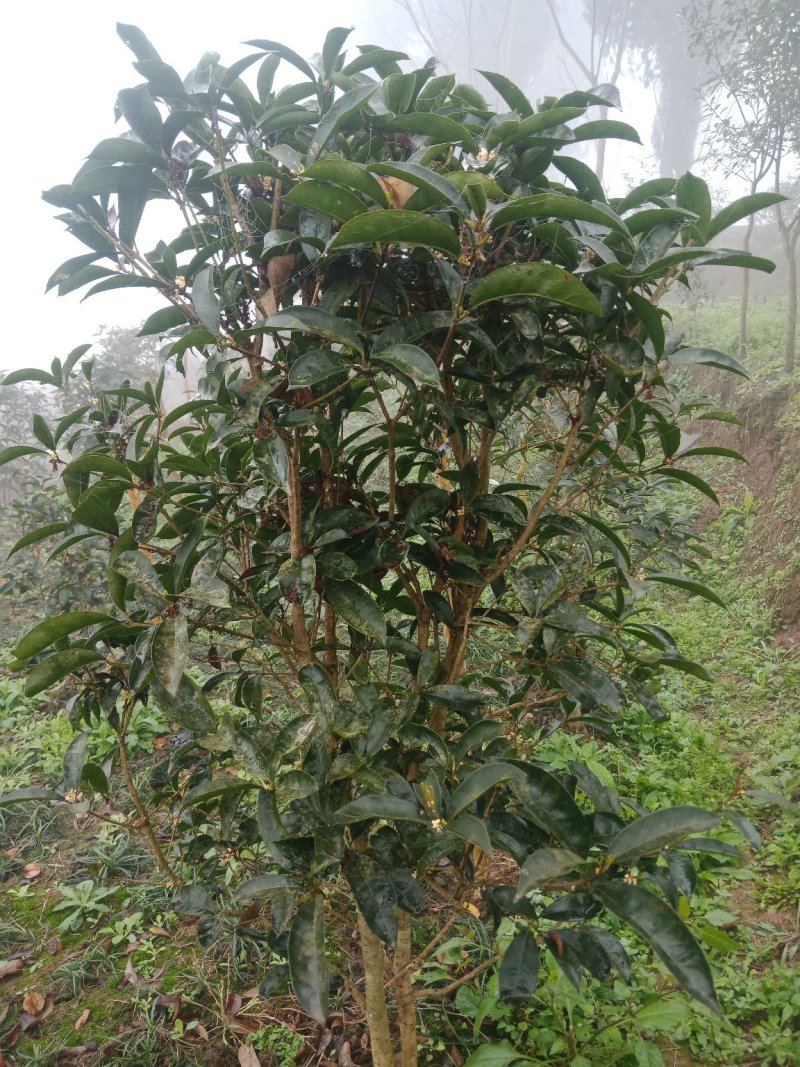 绿化工程苗，笼子桂花。佛顶桂