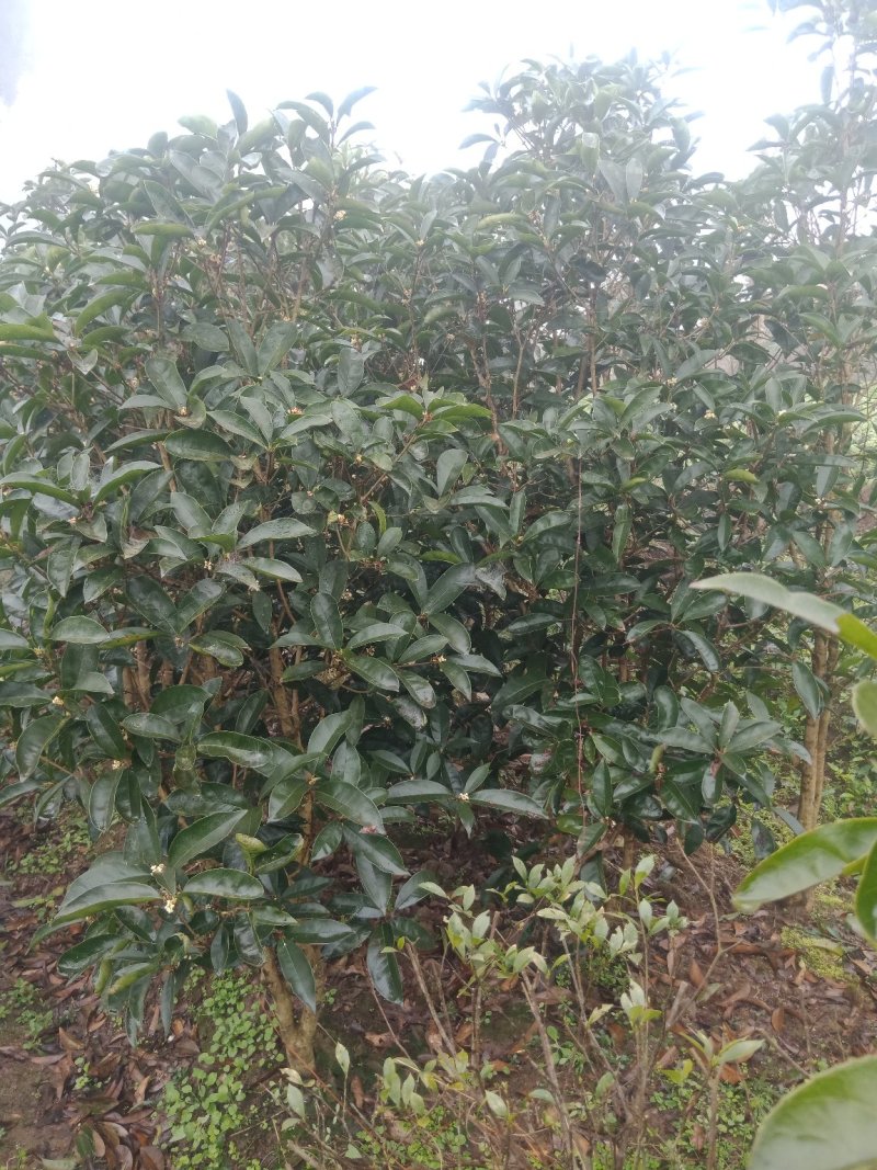 绿化工程苗，笼子桂花。佛顶桂