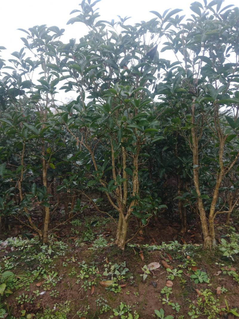 绿化工程苗，笼子桂花。佛顶桂