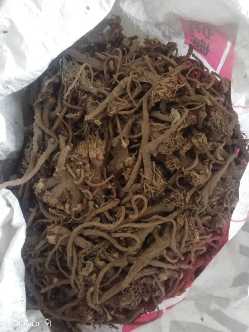 蒲公英根（秋）