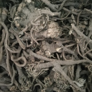 蒲公英根（秋）