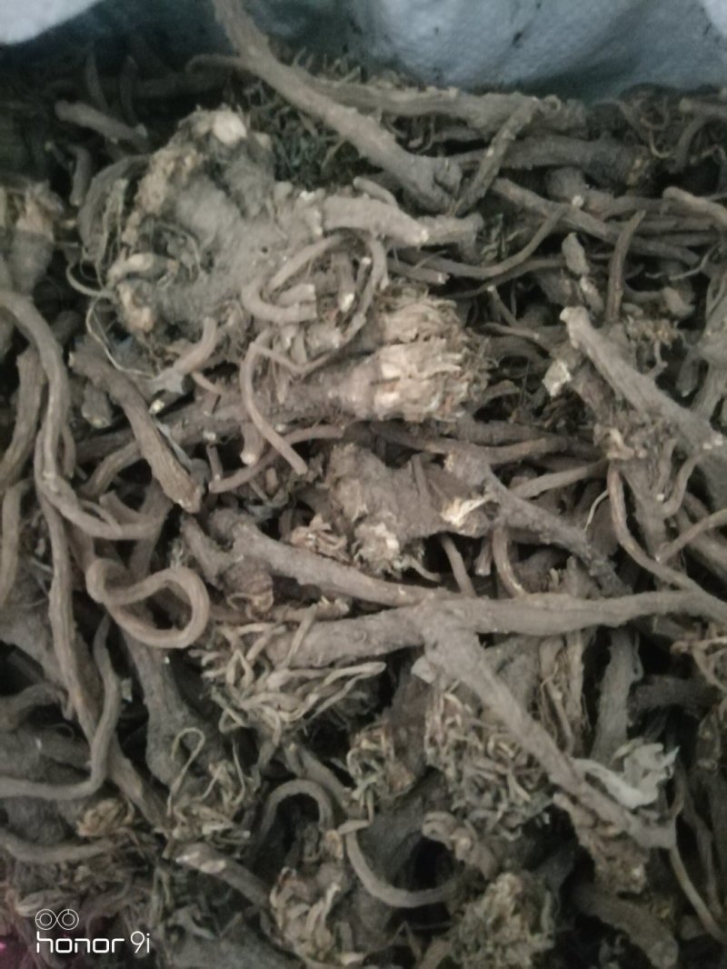 蒲公英根（秋）