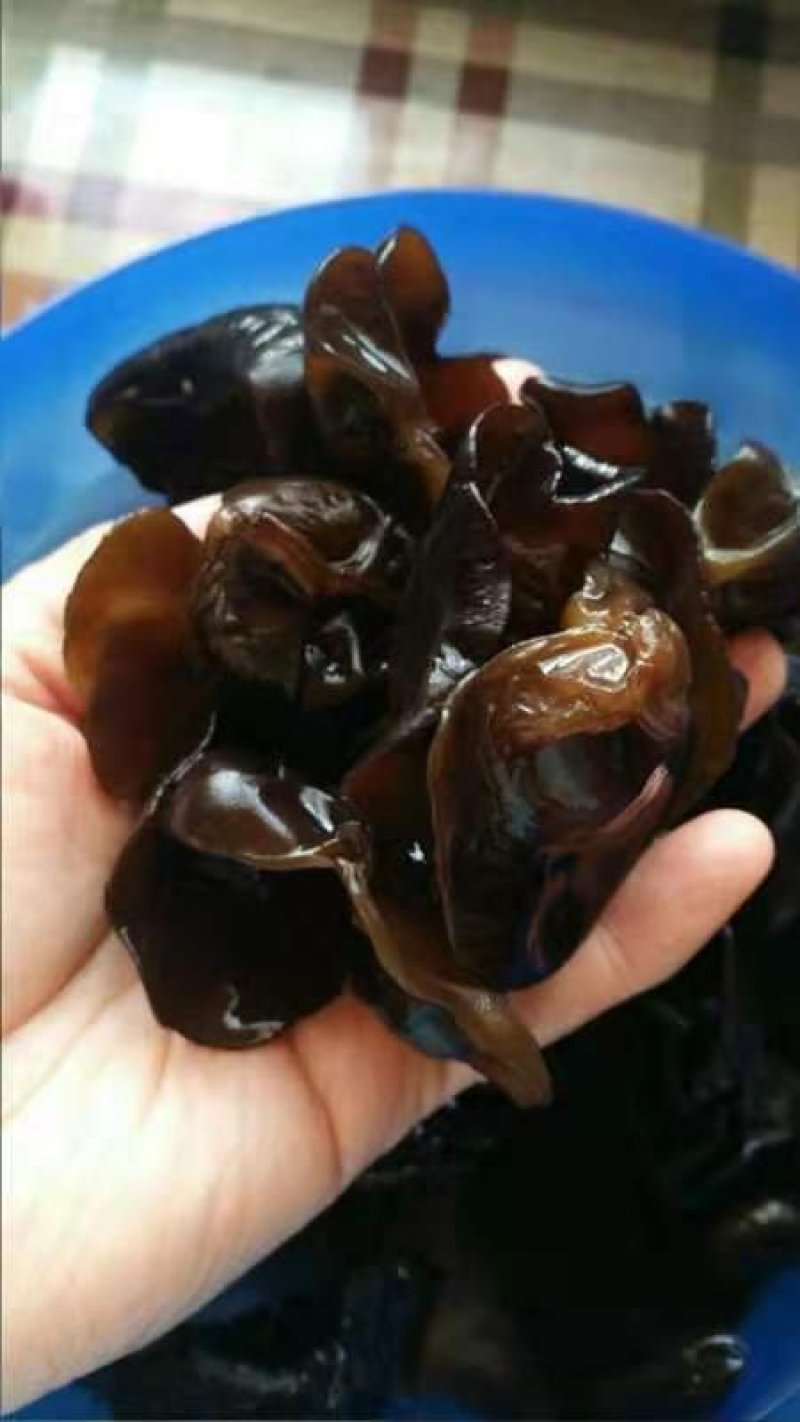 自产自销神农架椴木秋木耳原木黑木耳肉厚Q弹
