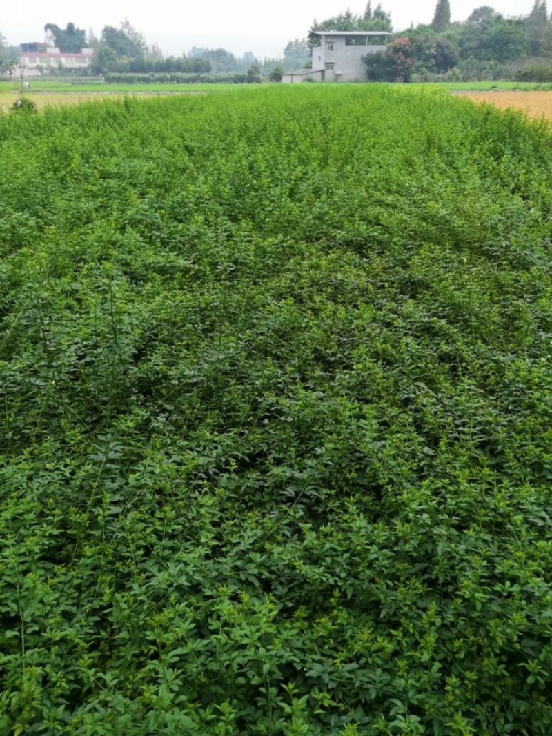 迎春花，黄素馨，迎春基地，四川迎春价格，成都迎春批发出售