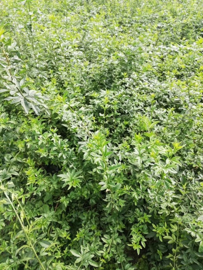 迎春花，黄素馨，迎春基地，四川迎春价格，成都迎春批发出售