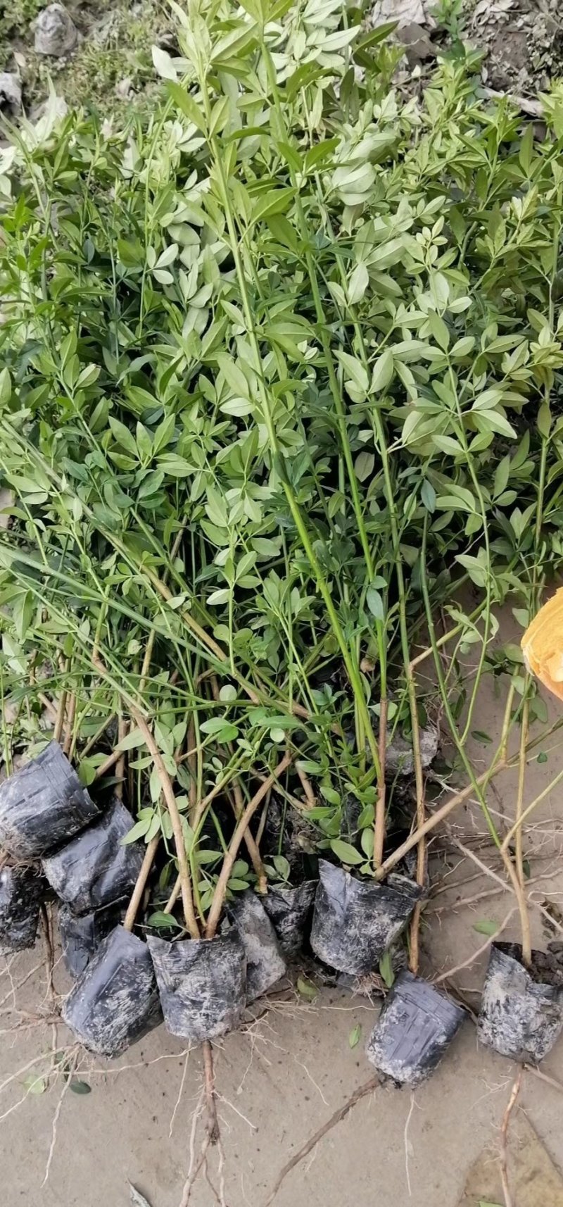 迎春花，黄素馨，迎春基地，四川迎春价格，成都迎春批发出售