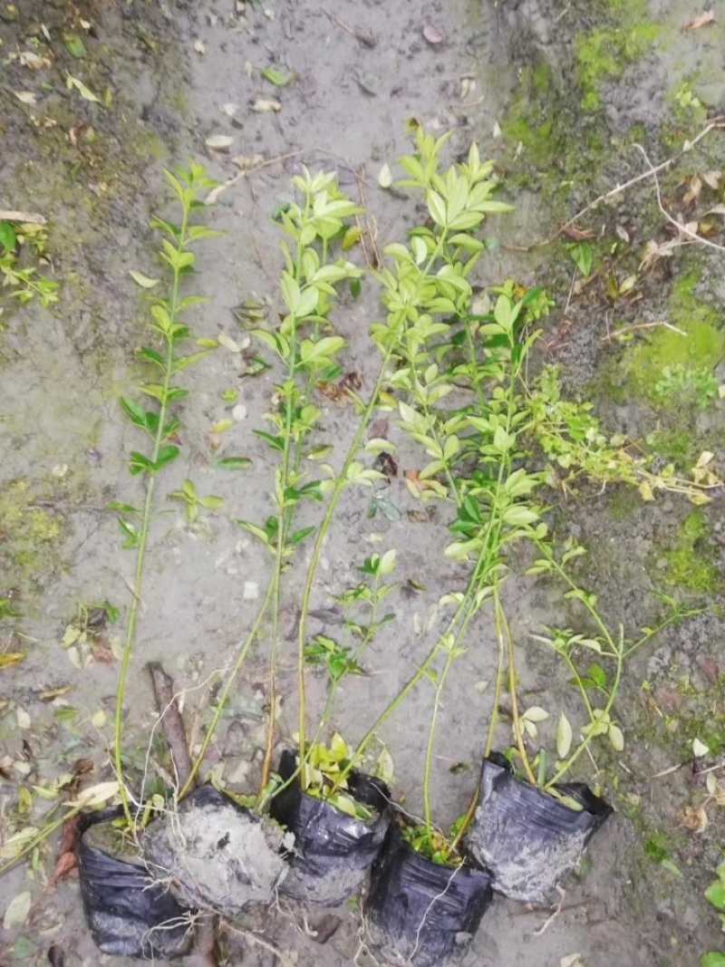 迎春花，黄素馨，迎春基地，四川迎春价格，成都迎春批发出售