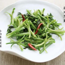 小芥蓝苗小橄榄菜9～15cm，精品，精品