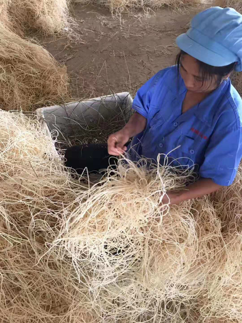 灯芯草龙须草灯草中药材灯心草一斤起批