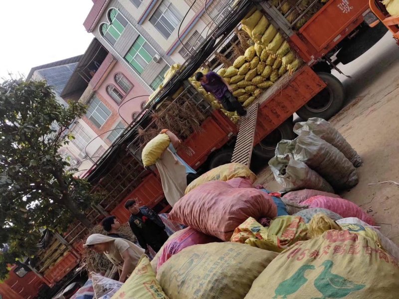 广西贵港马蹄大量供应批发统货、马蹄耐存、