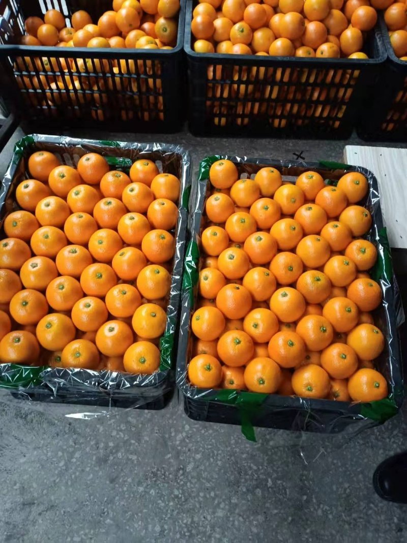 一件代发，麻阳冰糖橙湖南怀化橙子电商供应链量大优惠，