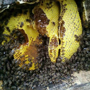 咱老家祁家河纯蜂蜜2500g瓶装土蜂蜜