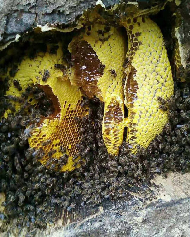 咱老家祁家河纯蜂蜜2500g瓶装土蜂蜜