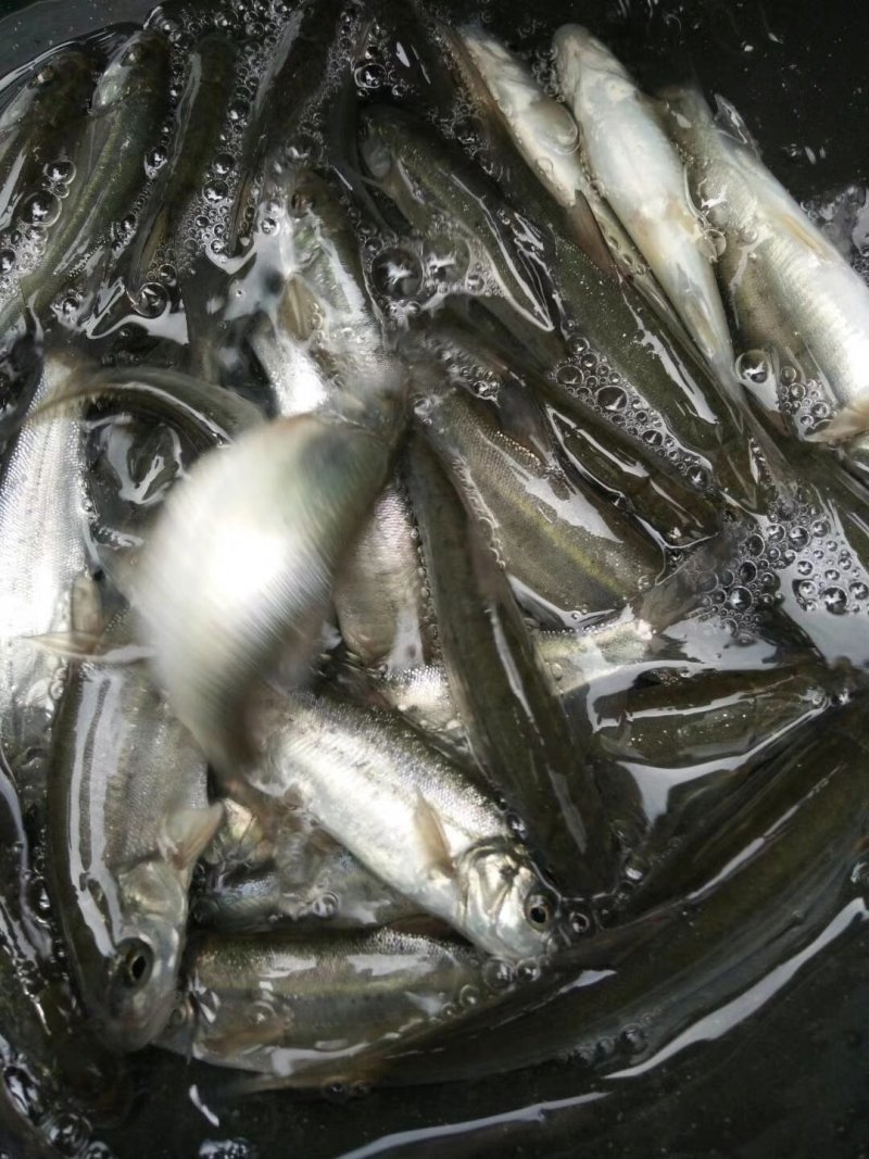 银鳕鱼苗大鳞鲃鱼苗批发苗场直发大量供应