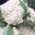 【有机花菜】有机花莱小米粒松花私产产地直发量大优惠电联