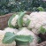 【有机花菜】有机花莱小米粒松花私产产地直发量大优惠电联