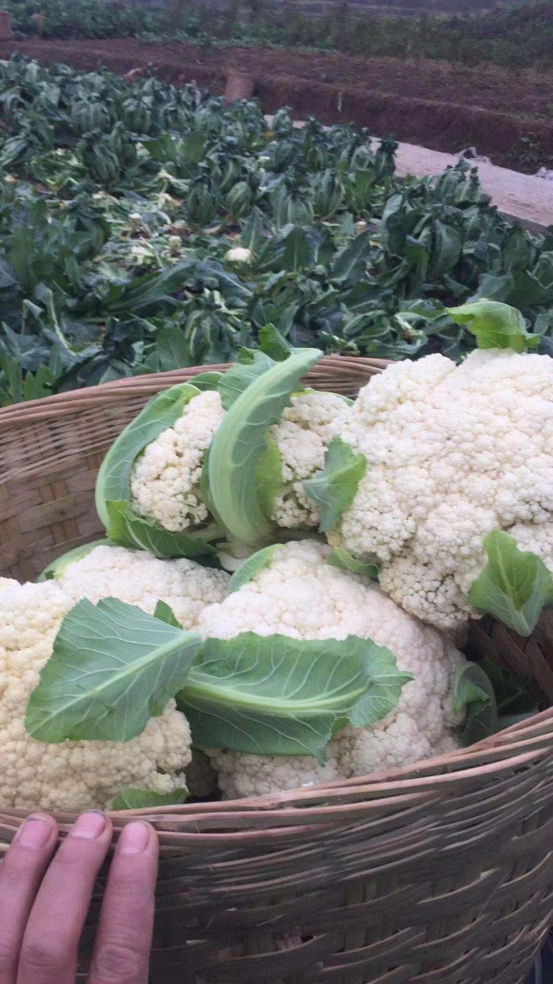 【有机花菜】有机花莱小米粒松花私产产地直发量大优惠电联