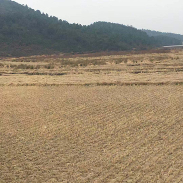 200亩水田出租，适合种芦笋，蔬菜