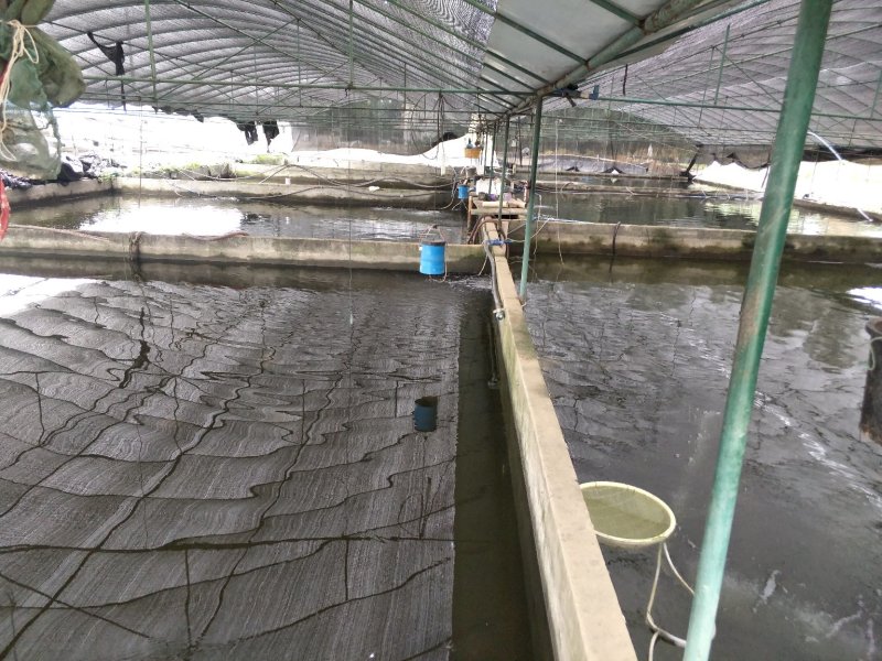 【荐】金沙鲈鲤花鱼鱼苗和成鱼体格健壮渔场批发全国供应