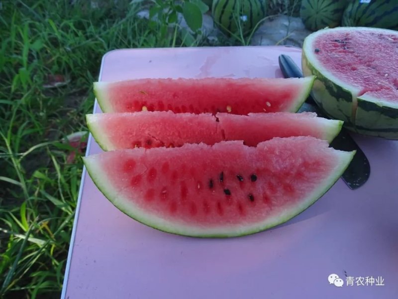 美都类【旺都】，13～15度糖，抗裂，果型更大