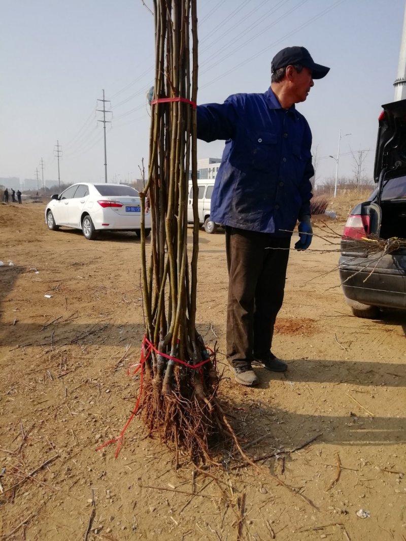 油栗苗，辽宁板栗苗，嫁接板栗苗，辽宁板栗苗，辽宁嫁接板栗