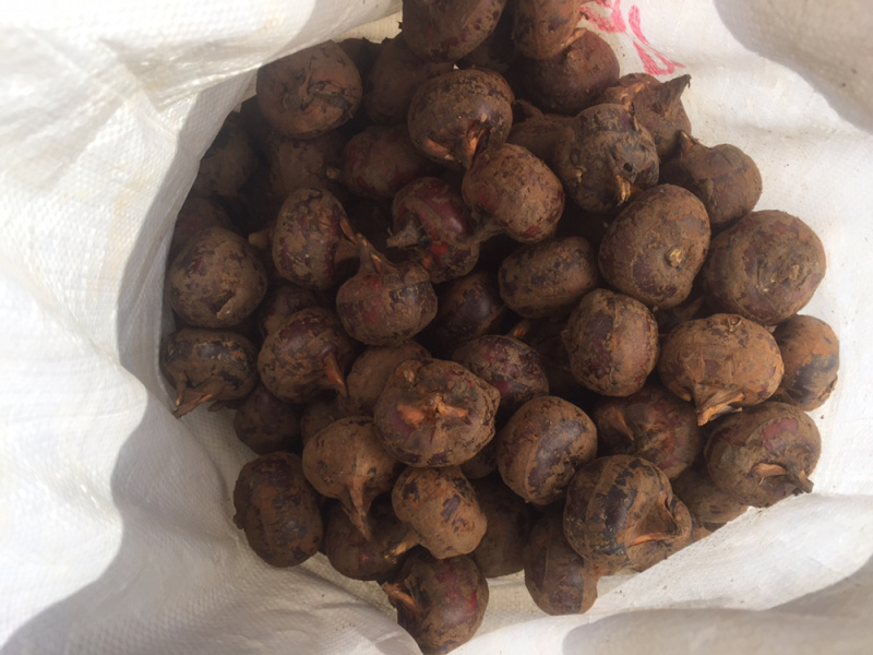 桂林瑶乡马蹄（荸荠）阿新农产品自产自销，零售批发欢迎订购